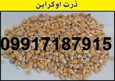 قیمت ذرت رومانی_3