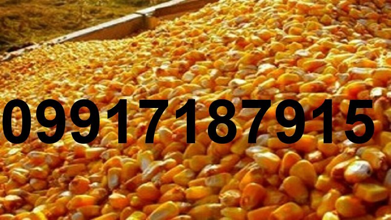 قیمت ذرت رومانی_5