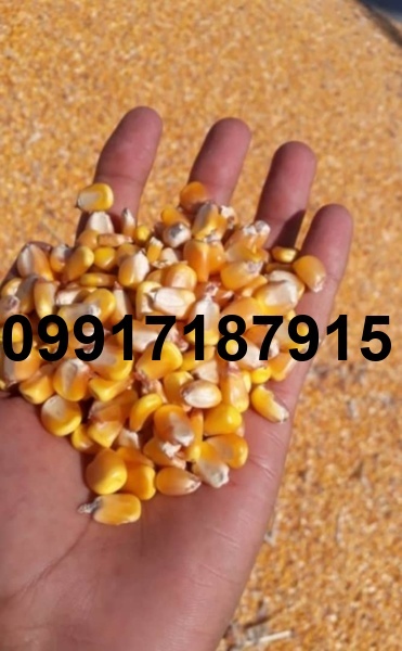 قیمت ذرت رومانی_6