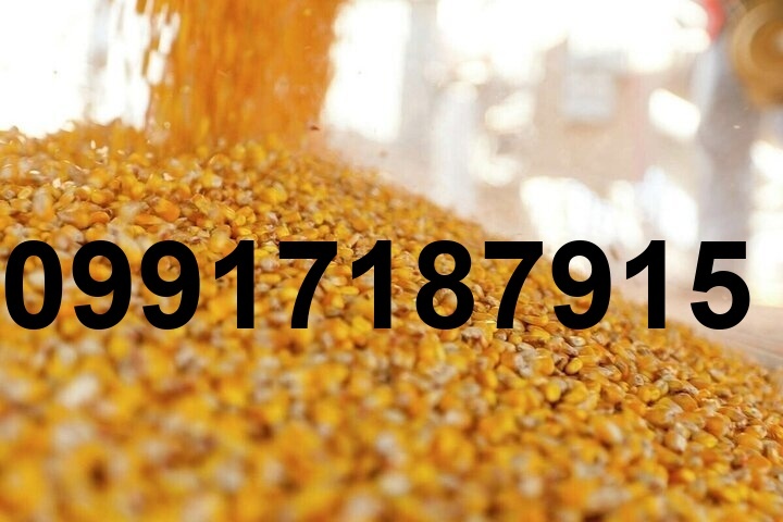 قیمت ذرت رومانی_8