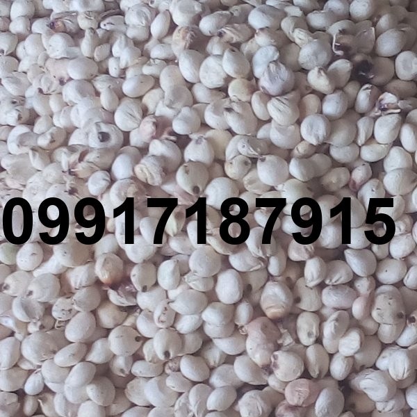 قیمت ذرت سفید_1