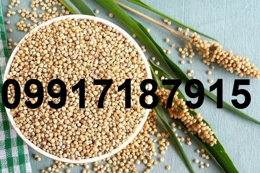 قیمت ذرت سفید_10