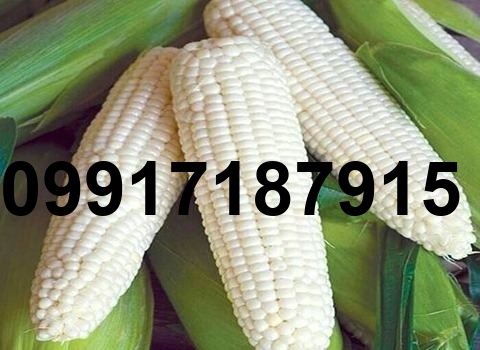 قیمت ذرت سفید_2
