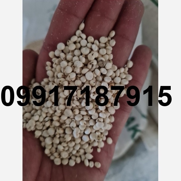 قیمت ذرت سفید_3