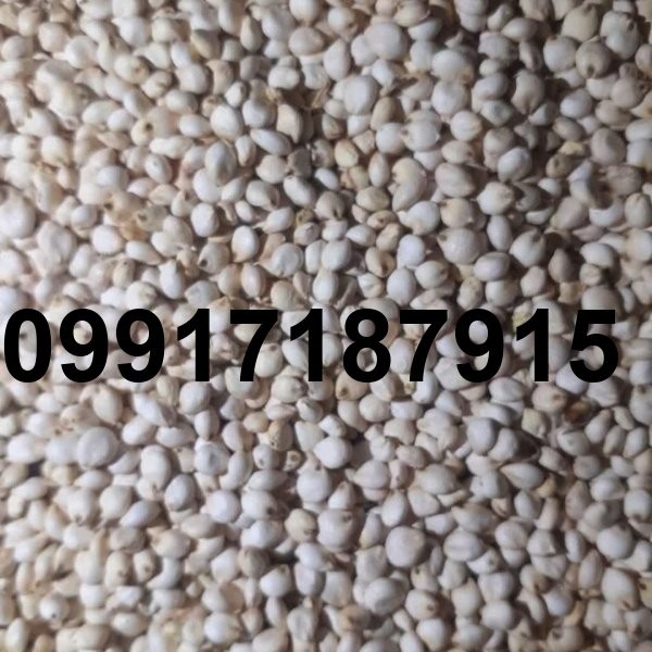 قیمت ذرت سفید_5