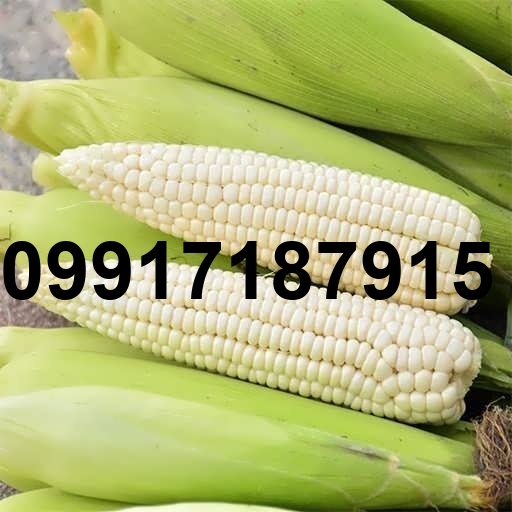 قیمت ذرت سفید_6