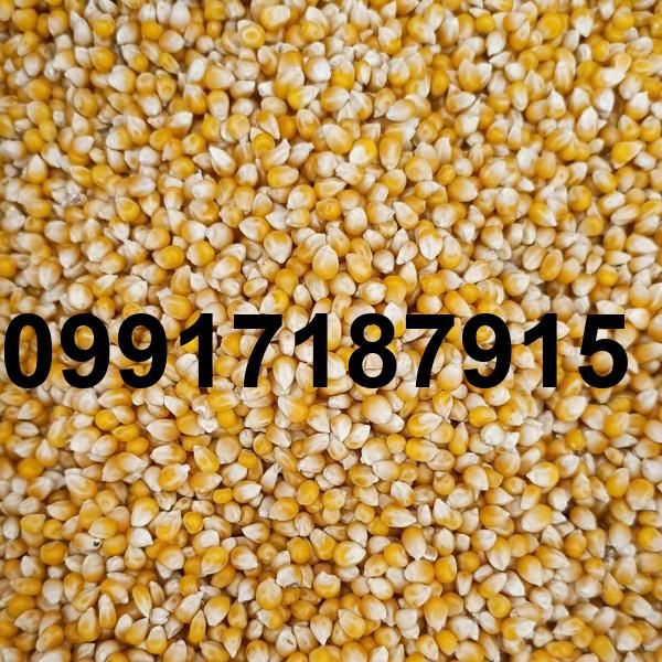 قیمت ذرت سفید_7