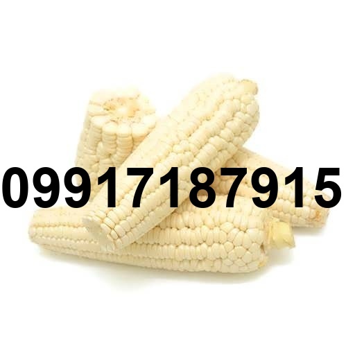 قیمت ذرت سفید_8