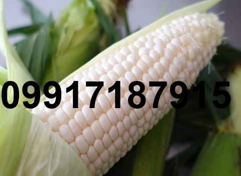 قیمت ذرت سفید_9