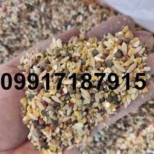 قیمت ذرت شکسته_6