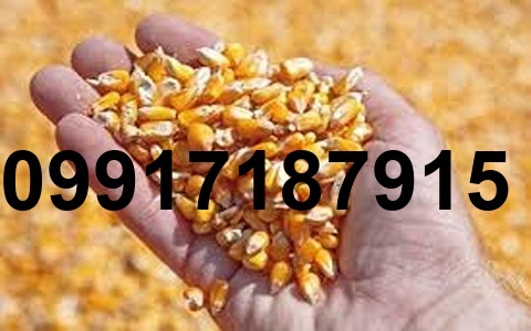 قیمت ذرت شکسته برزیلی_6