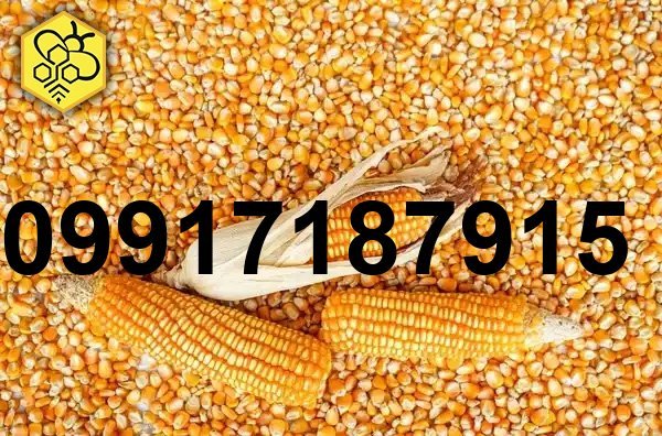 قیمت ذرت طیور_3
