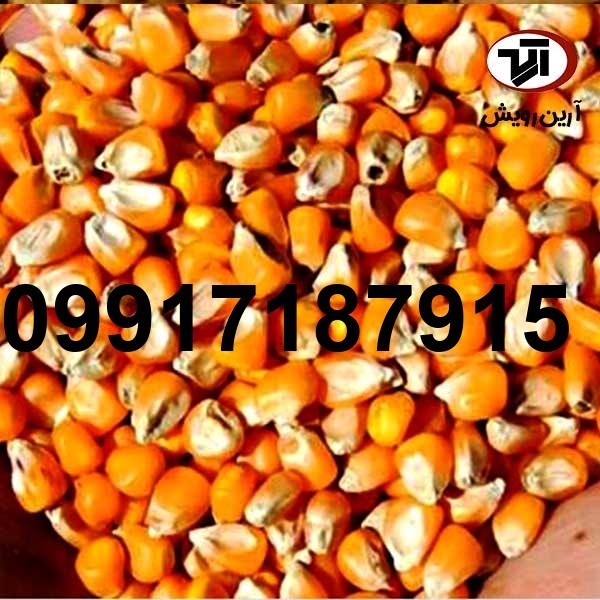 قیمت ذرت طیور_4