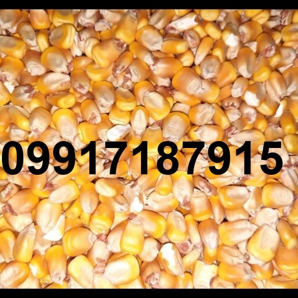 قیمت ذرت طیور_5