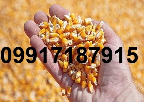 قیمت ذرت عمده_4