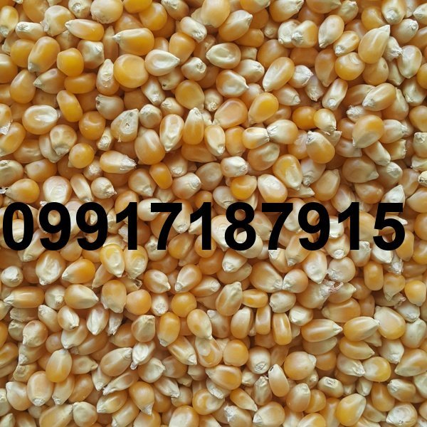 قیمت ذرت عمده_5