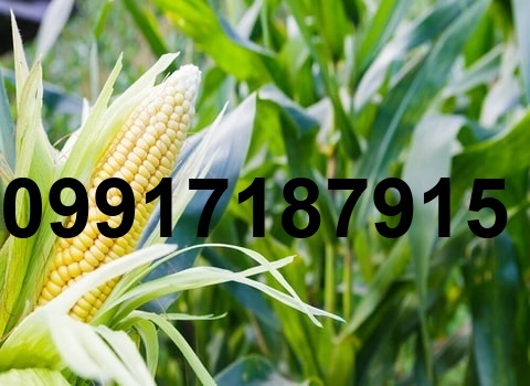 قیمت ذرت عمده_8