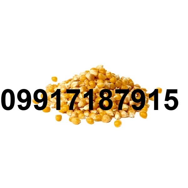 قیمت ذرت فله_6