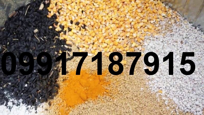 قیمت ذرت مرغ گوشتی_10