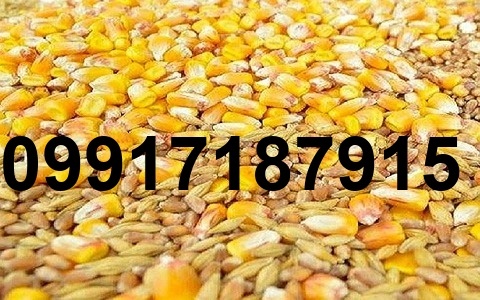 قیمت ذرت مرغ گوشتی_7