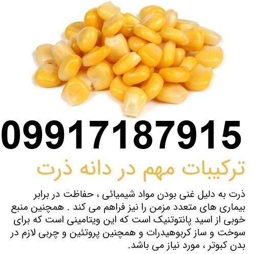 قیمت ذرت مرغ گوشتی_9
