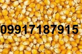 قیمت ذرت مرغداری_10