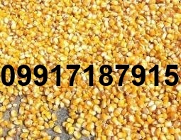 قیمت ذرت مرغداری_4