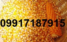 قیمت ذرت و سویا_7