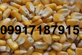 قیمت ذرت و سویا برای مرغداری_2