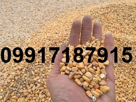 قیمت ذرت و سویا برای مرغداری_8