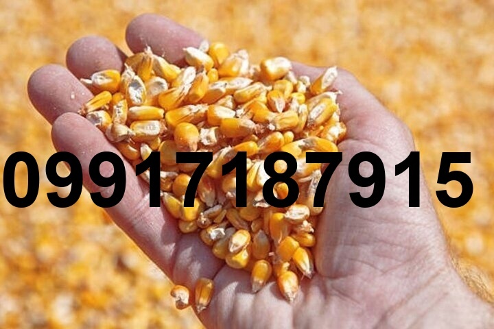 قیمت ذرت و سویا برای مرغداری_9