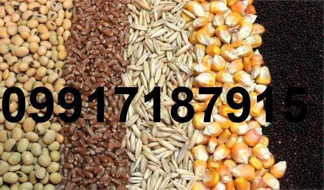 قیمت ذرت و سویا در بازارگاه_9