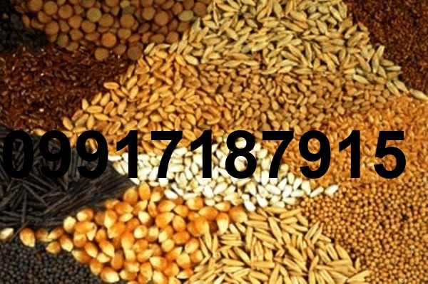 قیمت ذرت و سویا در بازارگاه_2