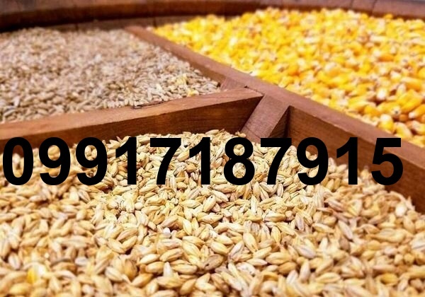قیمت ذرت و سویا در بازارگاه_3