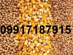 قیمت ذرت و سویا در بازارگاه_5