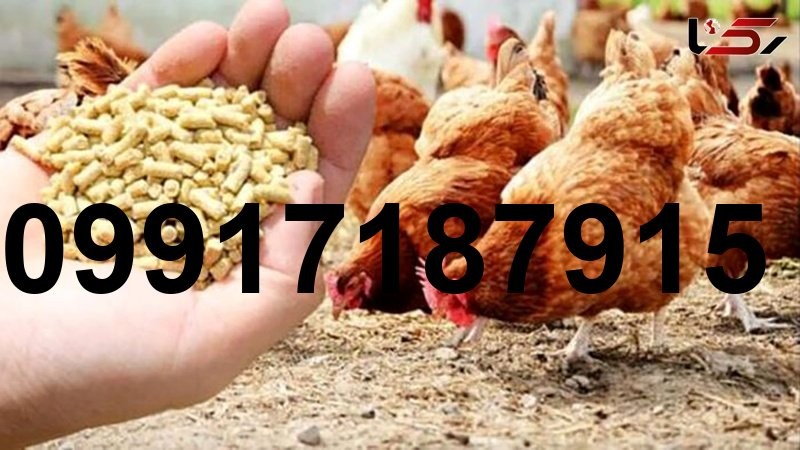 قیمت ذرت و سویا در بازارگاه_7