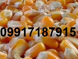 قیمت ذرت وارداتی امروز_1