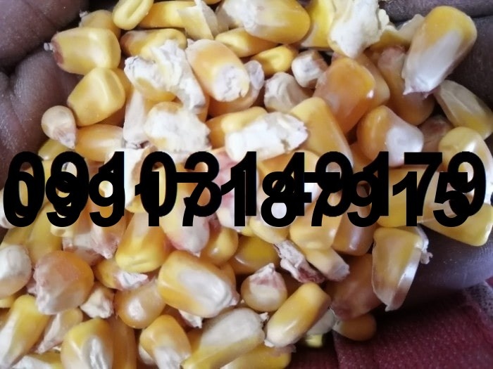 قیمت ذرت وارداتی امروز_3
