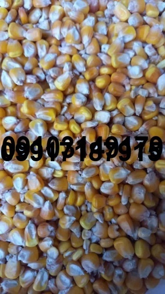 قیمت ذرت وارداتی امروز_4