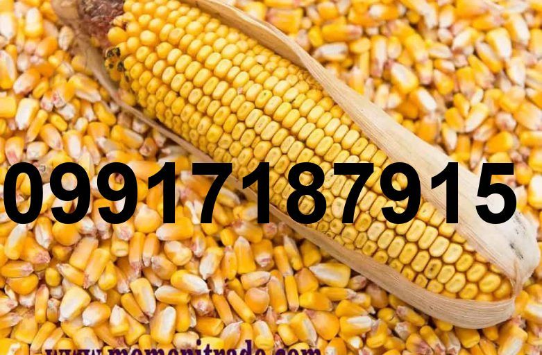 قیمت ذرت وارداتی امروز_5