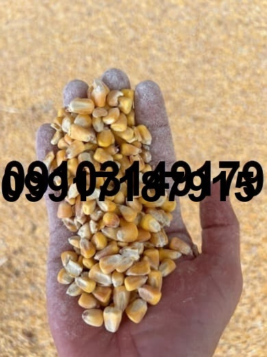 قیمت ذرت وارداتی امروز_6