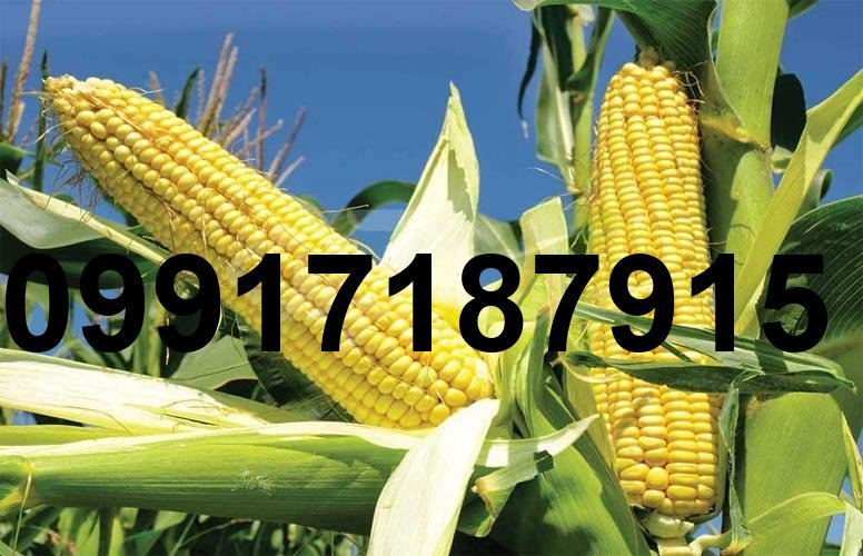 قیمت ذرت وارداتی امروز_7