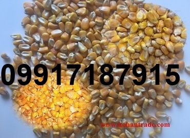 قیمت ذرت وارداتی امروز_8