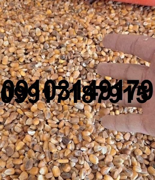 قیمت ذرت وارداتی امروز_9