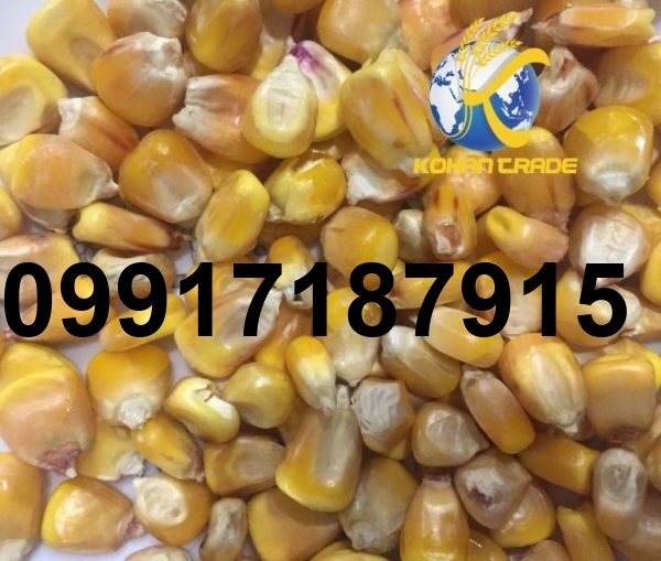 قیمت ذرت وارداتی روسیه_1