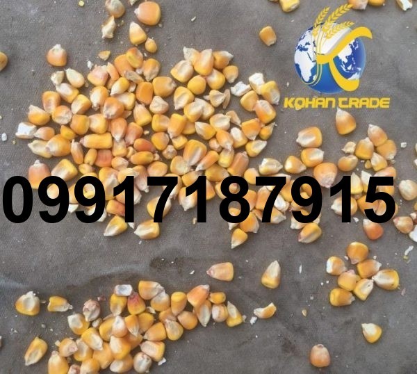 قیمت ذرت وارداتی روسیه_2