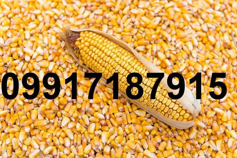 قیمت ذرت وارداتی روسیه_5