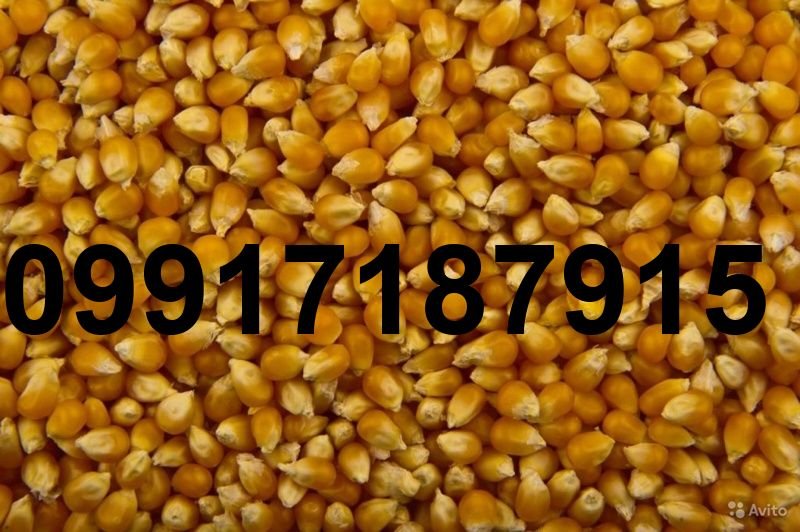 قیمت ذرت وارداتی روسیه_7