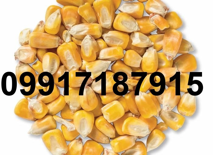 قیمت ذرت وارداتی روسیه_8