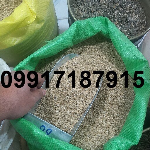 قیمت روز تخم کتان اردبیل امروز_10